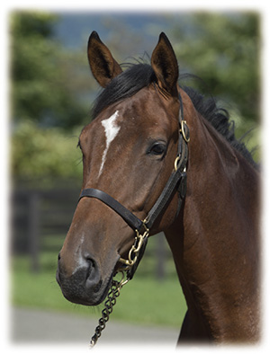 ��������֥�å���2016