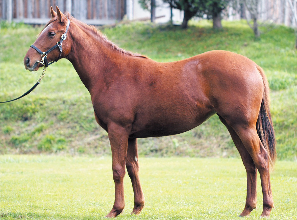 ������͡������2018