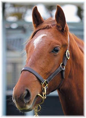 ������͡������2018