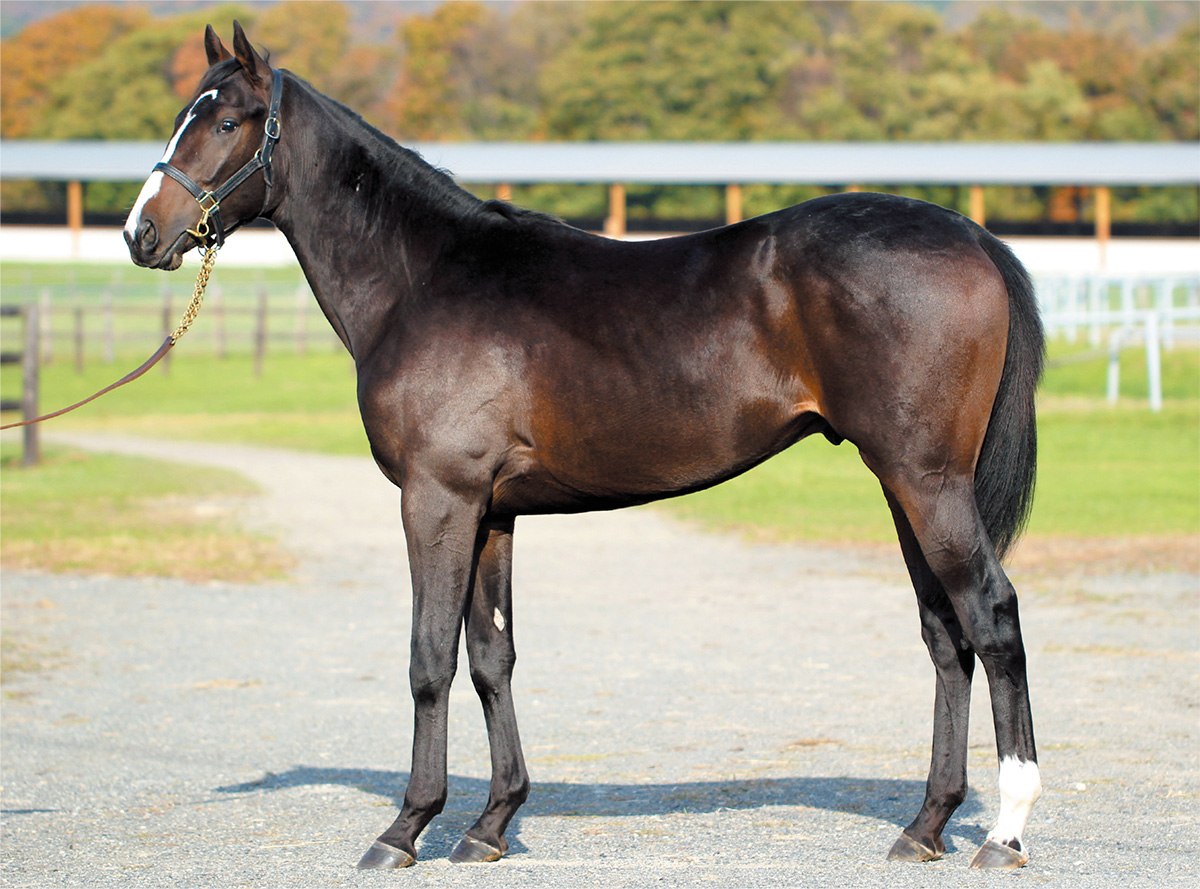 ���ޡ��ƥ������2018