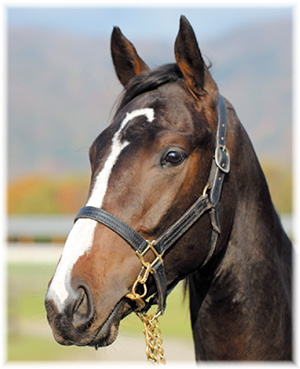 ���ޡ��ƥ������2018