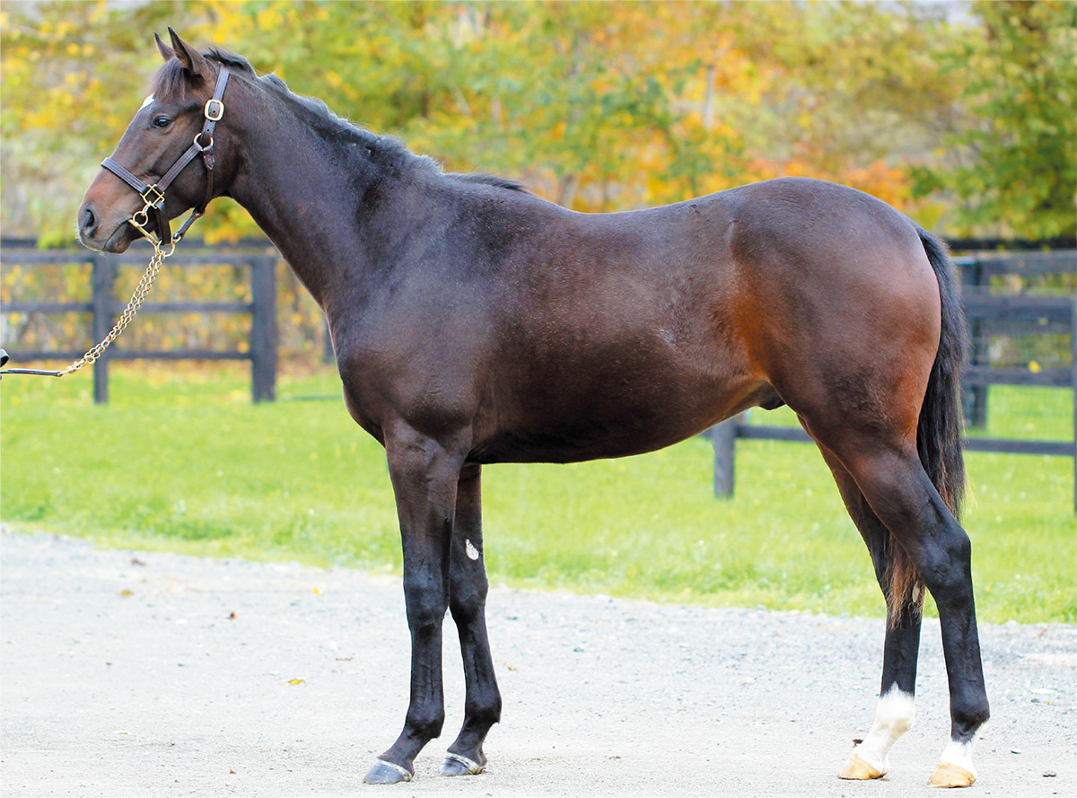 ���åĥޥ����2018