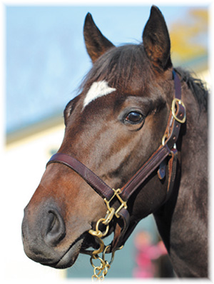 ���åĥޥ����2018