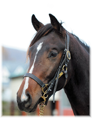 �ץ�󥻥��͡������2018