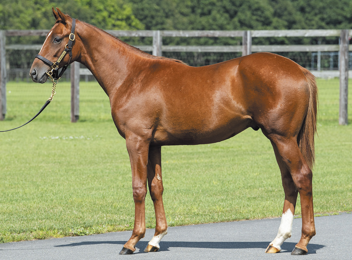 �ڥ���������꡼��2019