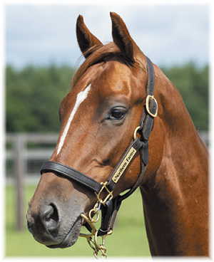 �ڥ���������꡼��2019