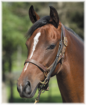 �٥åȡ����2019