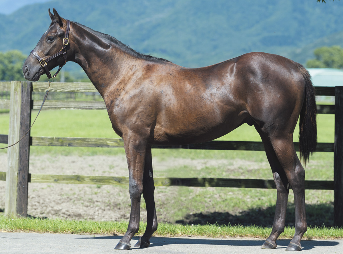 ���󥸥���å���2019