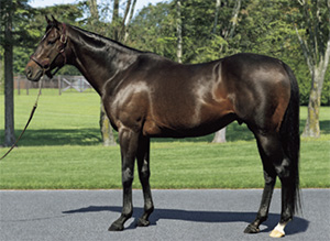 �ɥ������