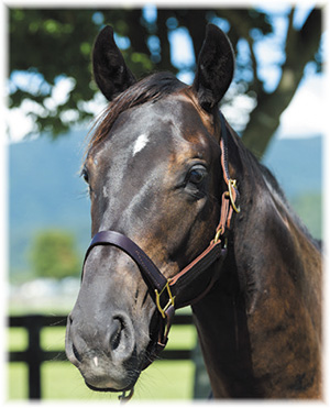 ���󥸥���å���2019