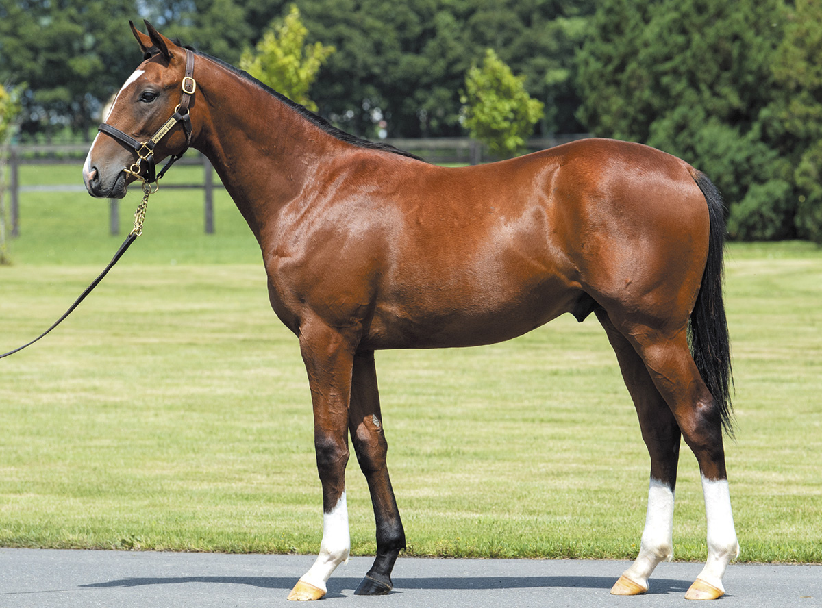 ����٥륢���2019