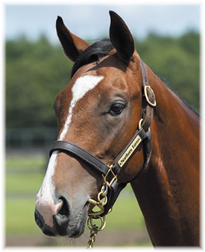 ����٥륢���2019