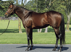 �����ɥ��ʥ���