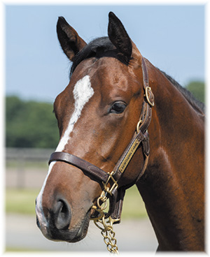 �ҥ������ȥ����祦��2019