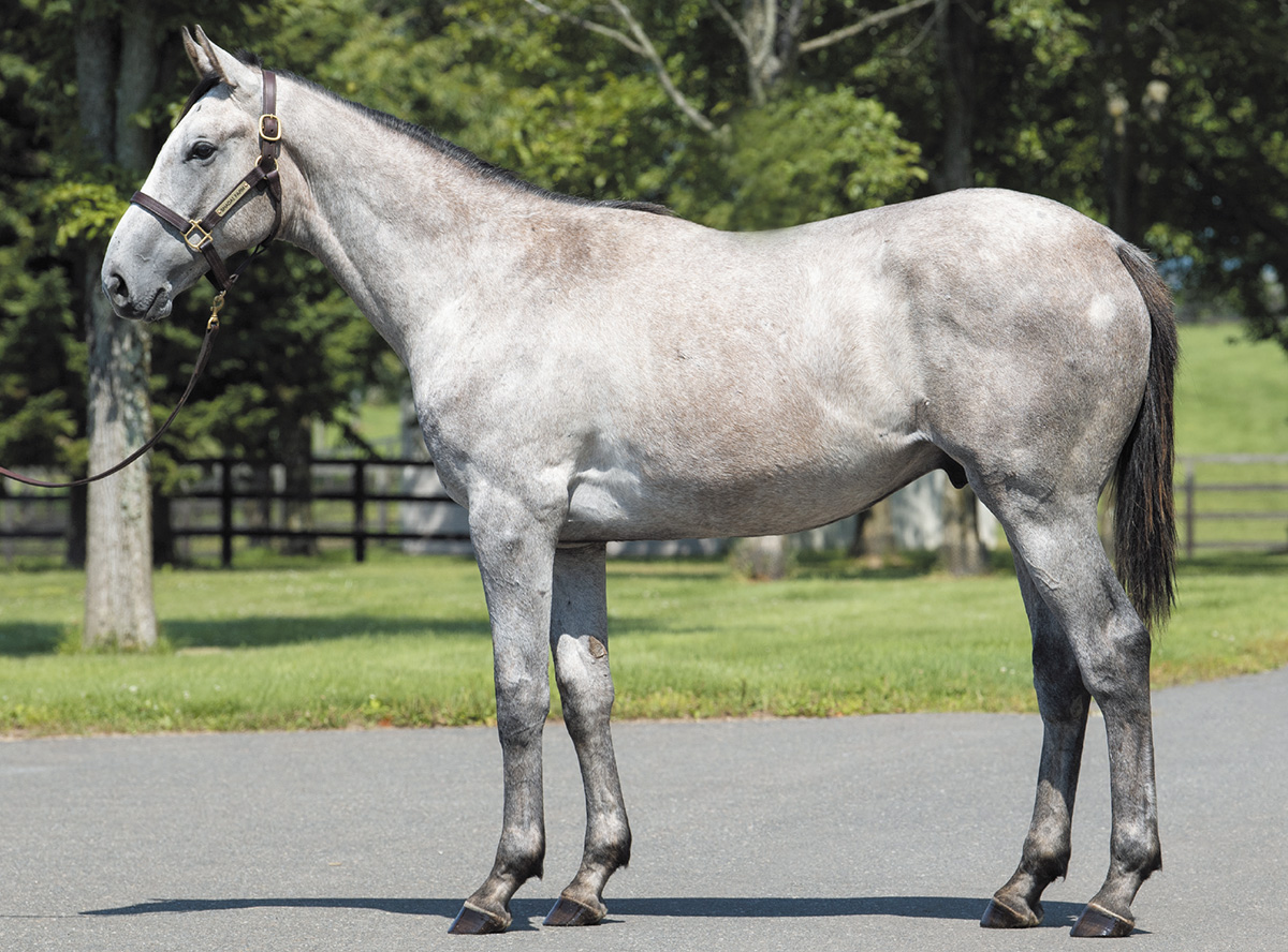 �ۥ磻�ȥ�����Ⅱ��2019