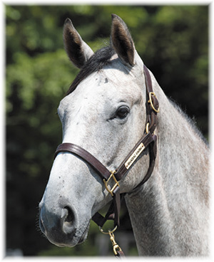 �ۥ磻�ȥ�����Ⅱ��2019