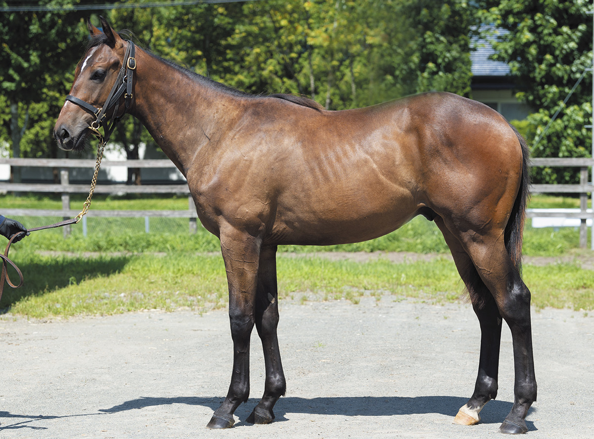 ������ݥ륫��2019