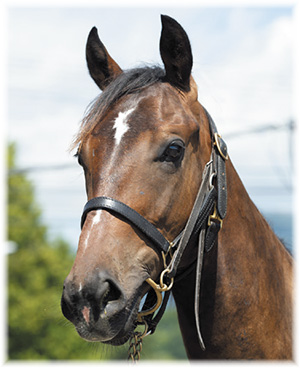 ������ݥ륫��2019