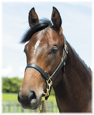 ���������饤�������2019