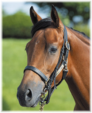 �����������2019