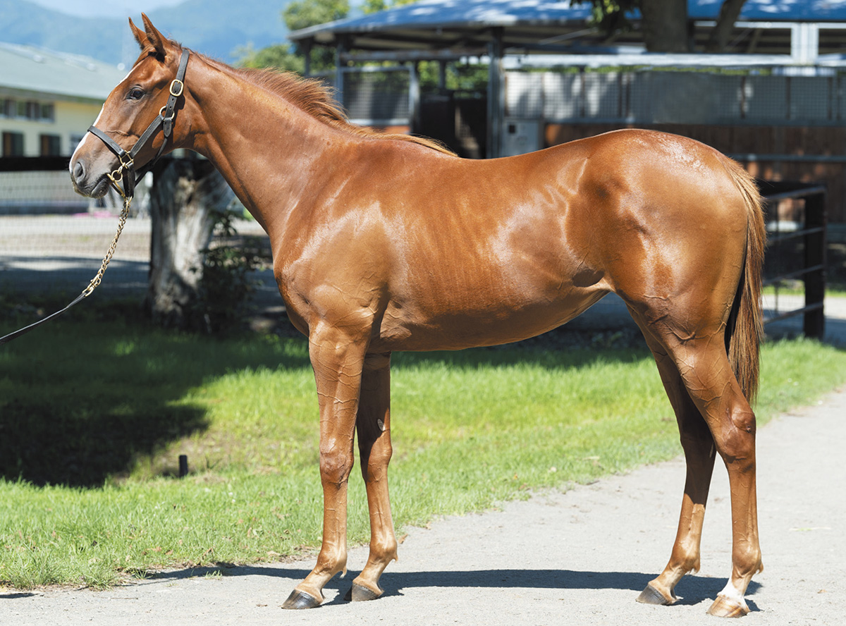 ���ޡ���ʤ�2019