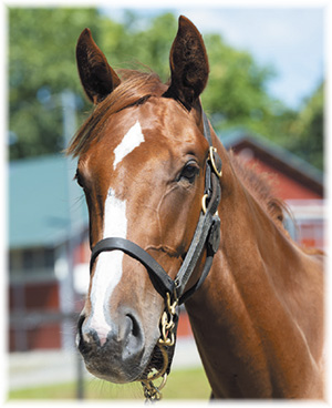 ���ޡ���ʤ�2019