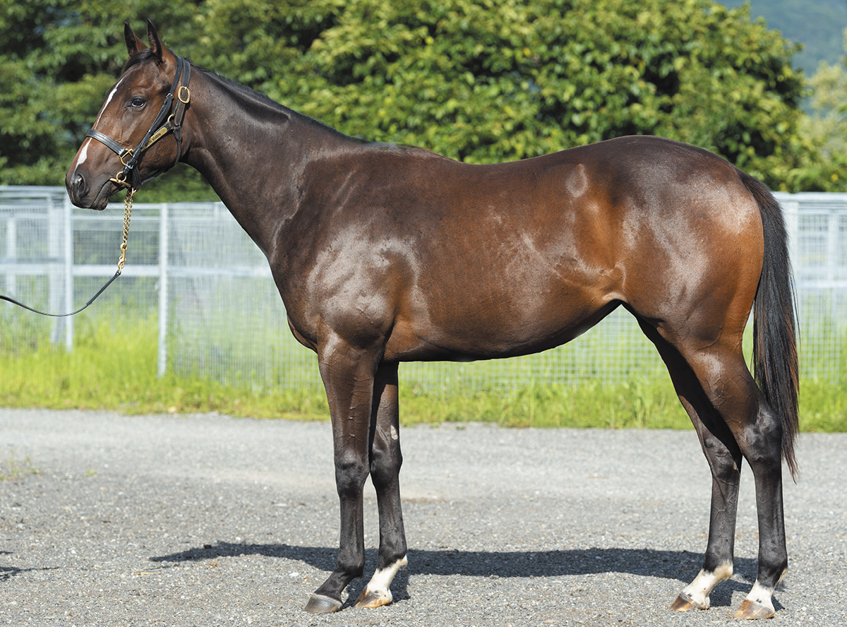 �ץ�󥻥��͡������2019