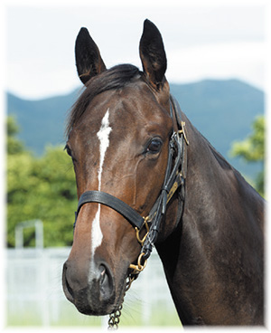 �ץ�󥻥��͡������2019