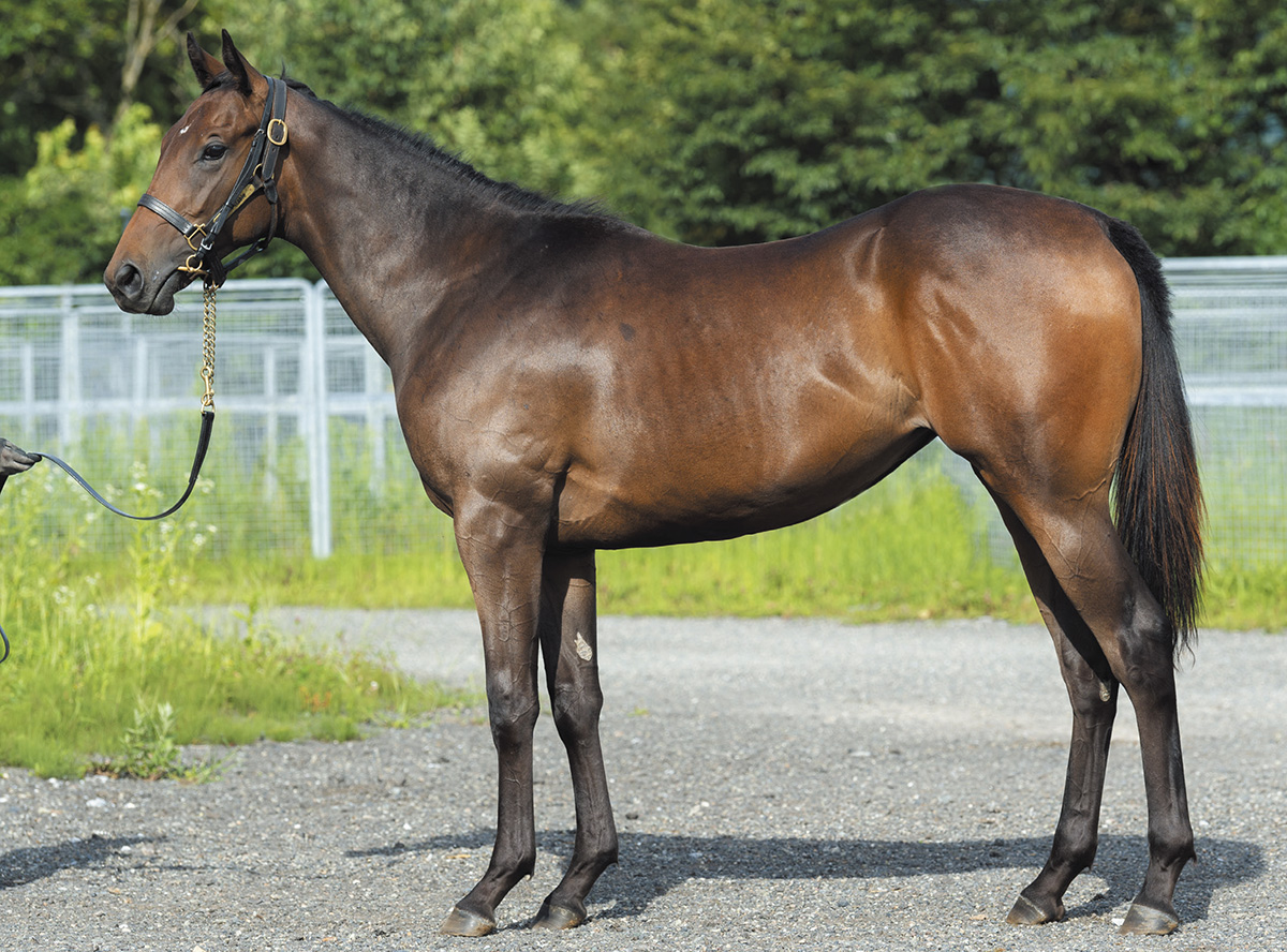 �������󥭥�����2019