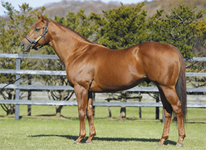 �إˡ��ҥ塼��