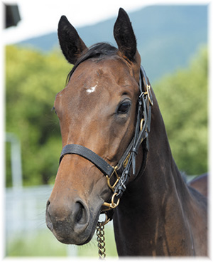 �������󥭥�����2019