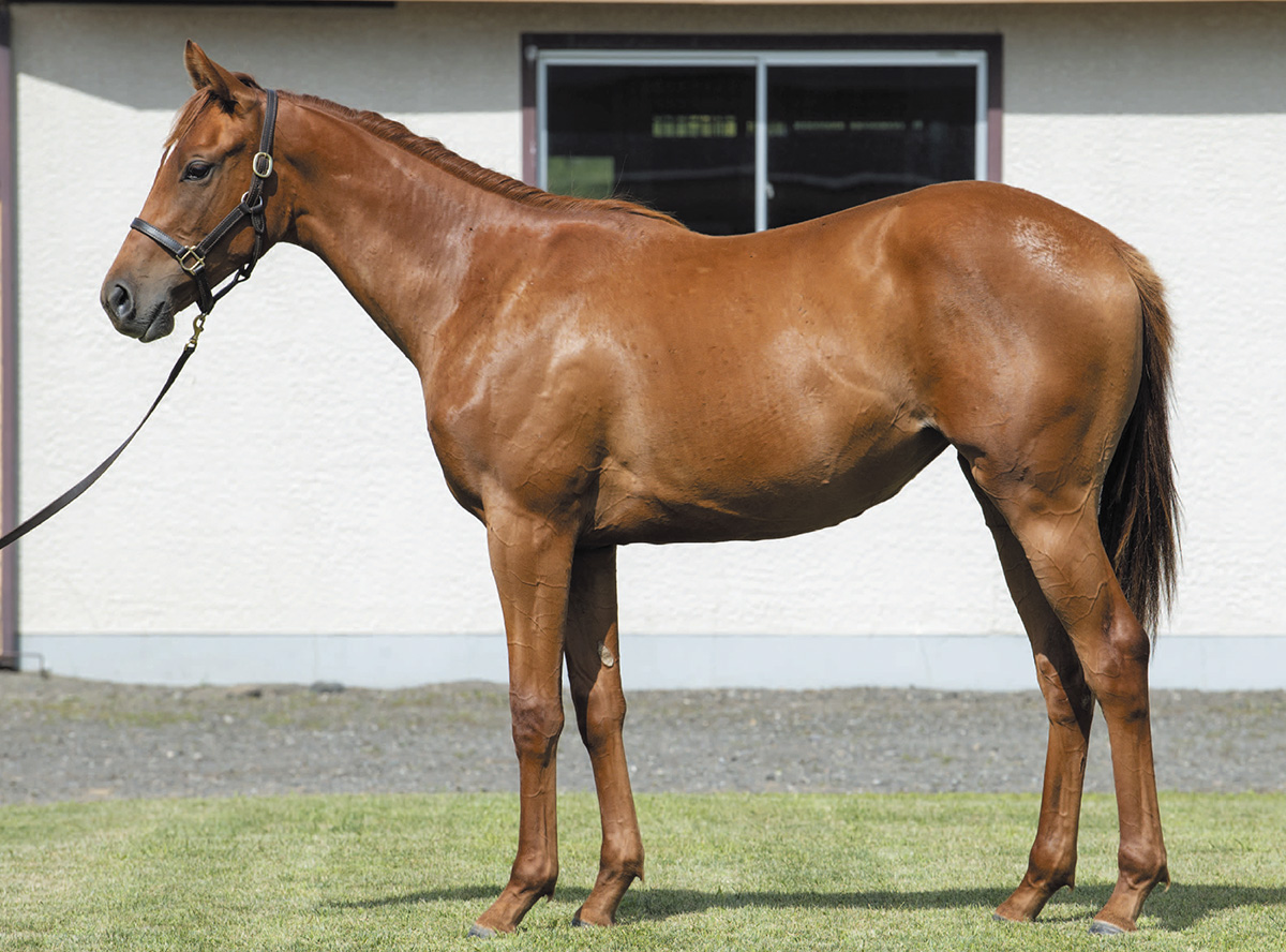 �֥饤�ȥ������ɤ�2019