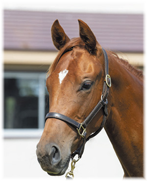 �֥饤�ȥ������ɤ�2019