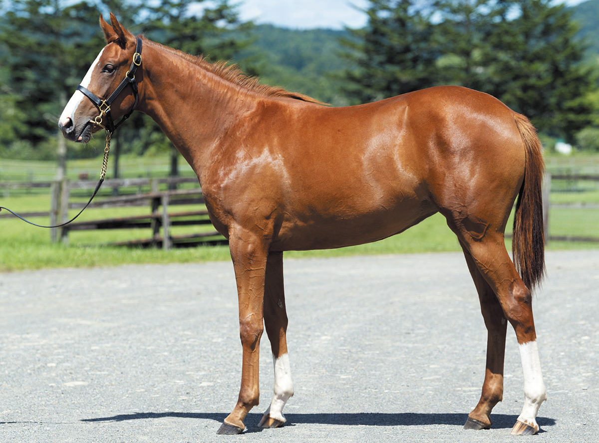 �����ɥ��å��㡼��2019