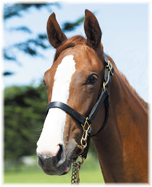 �����ɥ��å��㡼��2019