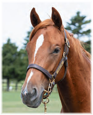 ���ƥ�ץ�ɤ�2021