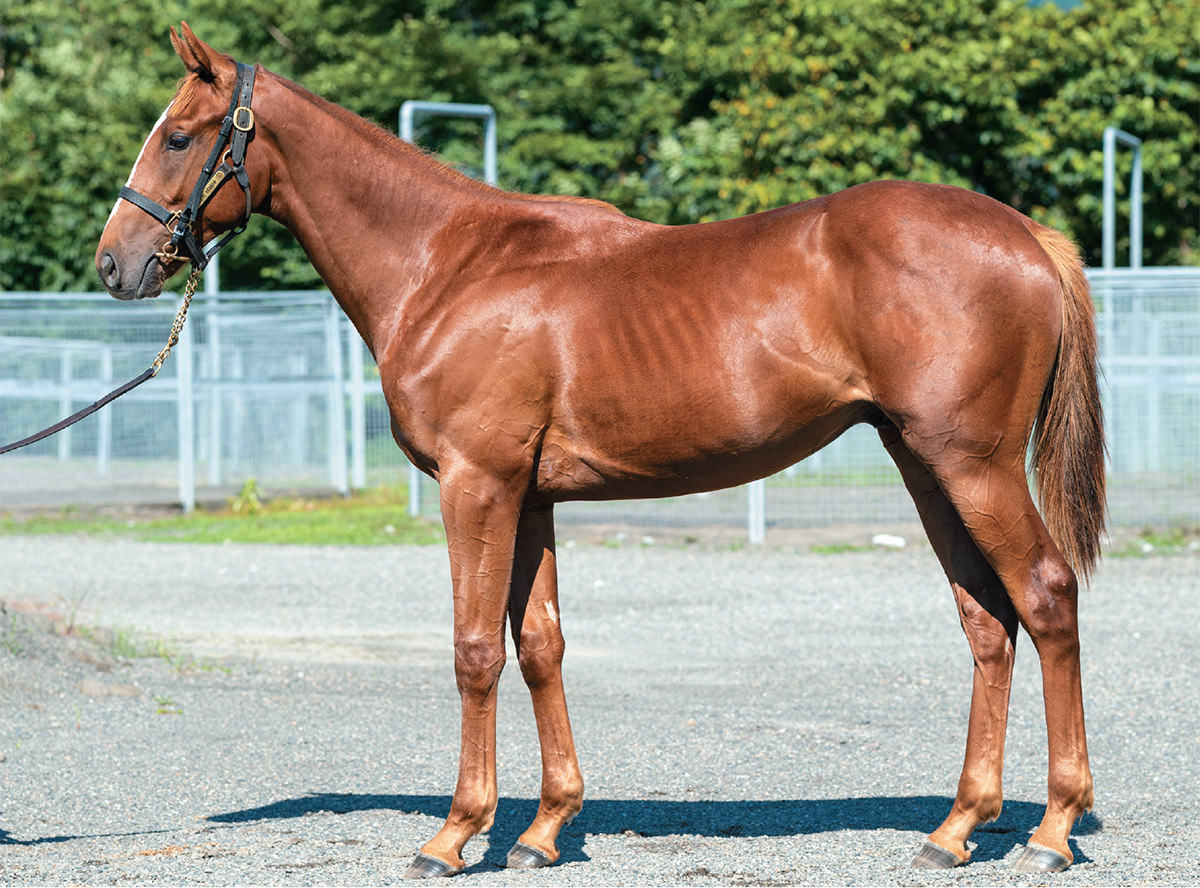 �֥饤�ȥ������ɤ�2021