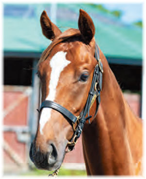 �֥饤�ȥ������ɤ�2021