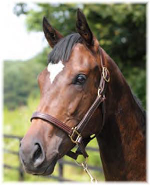 ���祦�������ץꥹ��2021