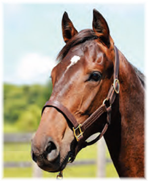 �ݥ��åȥ��㡼�꡼��2021