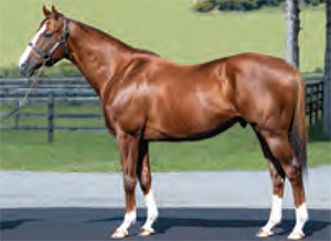 ����ե���˥���������