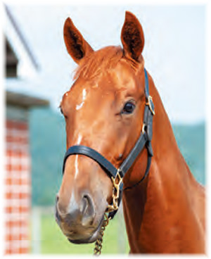 �֥롼����������2021