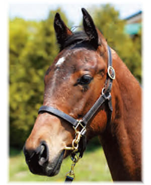 ���֥��롼�ȥ꡼��2021