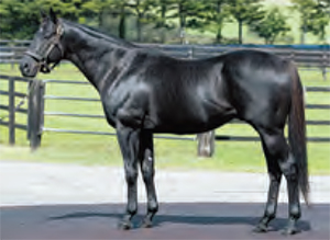 �ɥ꡼��Х�����