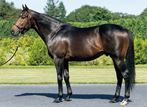 �����ȥ���ʡ��ꥢ