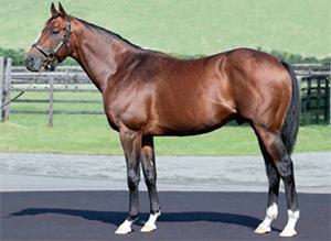 ���ɥ�����