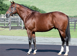 �ӥå���������