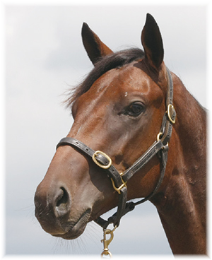 �ѥɥå������ȥ��2022