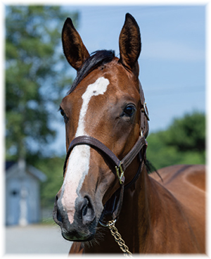 �졼���륷���ɤ�2022