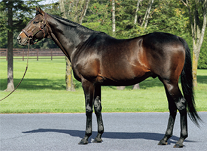 ���ԥե��ͥ���